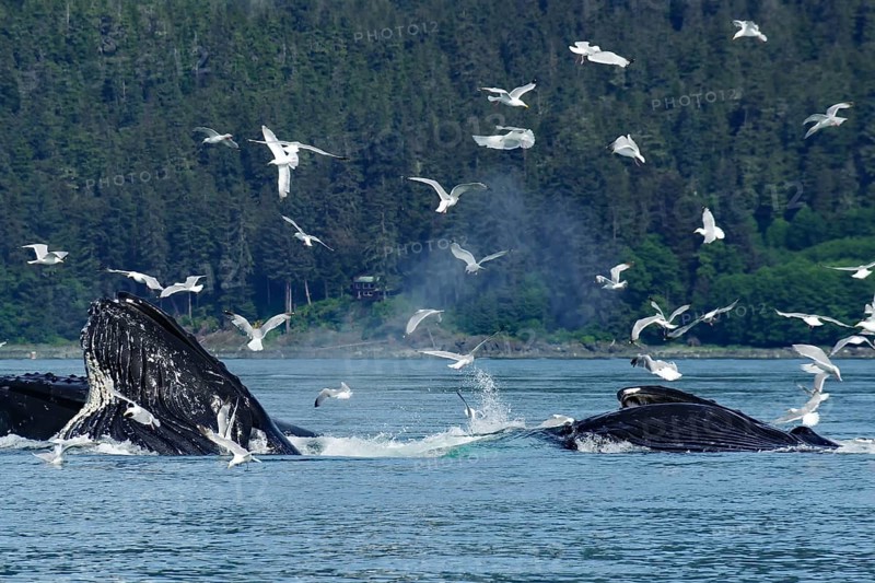 Humpback whales with wide open mouths bubble feeding, hunting behaviour, gulls and coast, Inside Passage, Juneau, Alaska, USA, North America