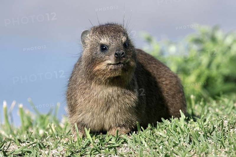 Rock hyrax (Procavia capensis), Cape hyrax, Tsitsikamma Coastal National Park, South Africa, Africa