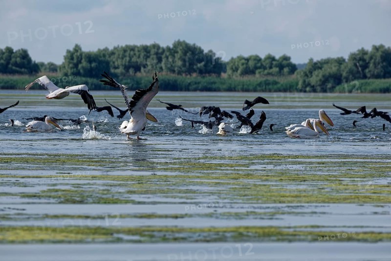 Pelicans and cormorants fish together on the water of Lacul Isac, a lake in the Danube Delta. UNESCO Danube Delta Biosphere Reserve. Munghiol, Tulcea, Romania, Southeast Europe, Europe