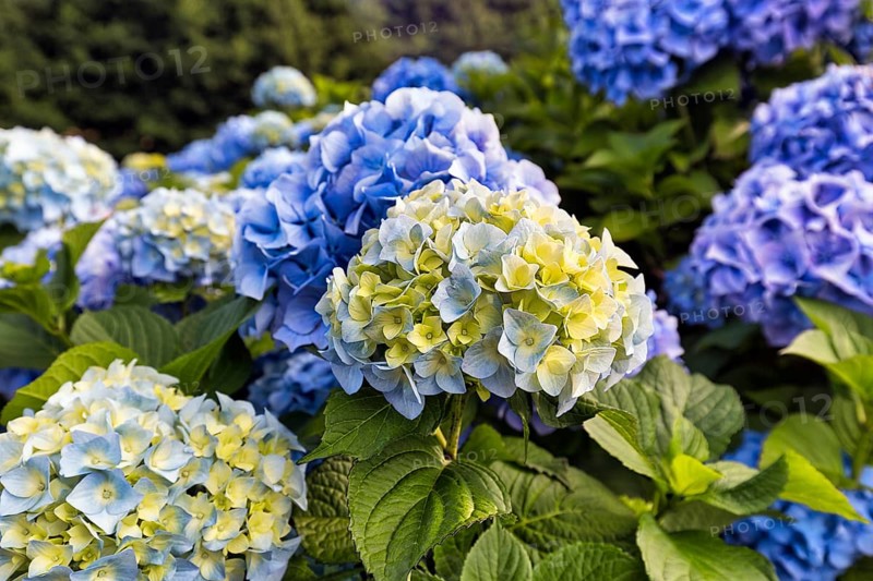 Flowers of a bigleaf hydrangea (Hydrangea macrophylla), yellow, blue, hydrangea hedge, close-up, Cornwall, southern England, England, Great Britain