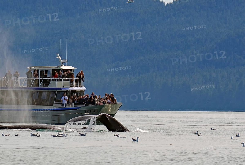 Humpback whale dives into the depths directly in front of a tourist boat, Whale Watching, Inside Passage, Juneau, Alaska, USA, North America