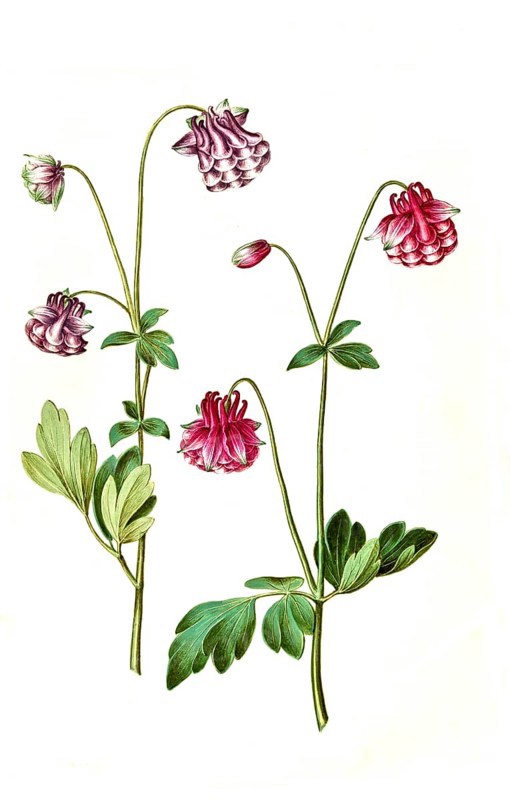 European columbine (Aquilegia vulgaris), Historic, digitally restored reproduction from a 19th century original