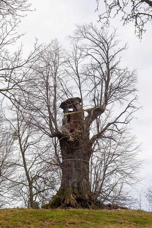 Burgstädtel lime tree