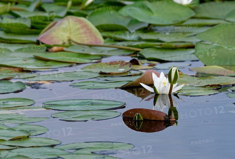 European white waterlilies (Nymphaea alba) on the water of Lacul Isaccel, a lake in the Danube Delta. UNESCO Danube Delta Biosphere Reserve. Munghiol, Tulcea, Romania, Southeast Europe, Europe