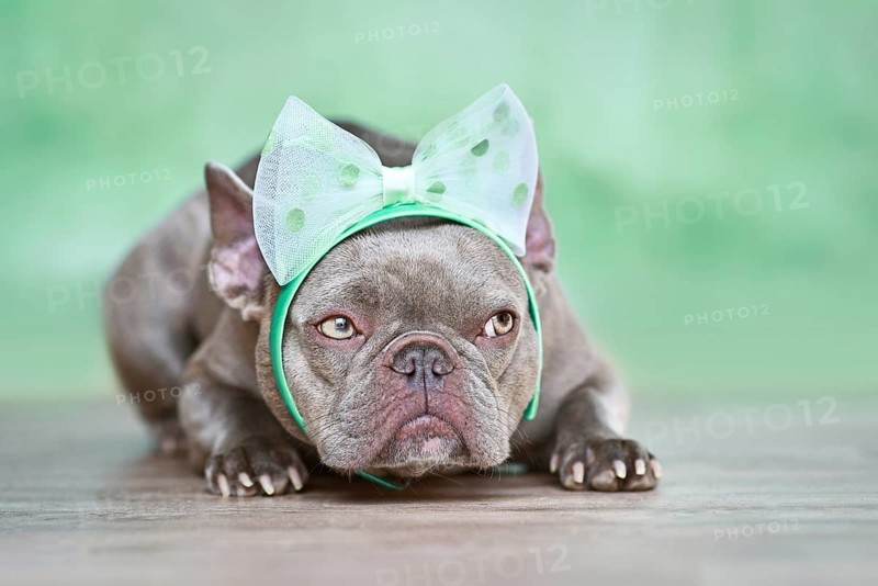 French Bulldog dog with ribbon headband lying down in front of green background