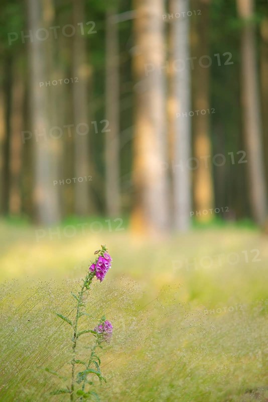 Common foxglove (Digitalis purpurea), spruce forest, Deister, Calenberger Bergland, Hameln Pyrmont, Schaumburger Land, Germany, Europe