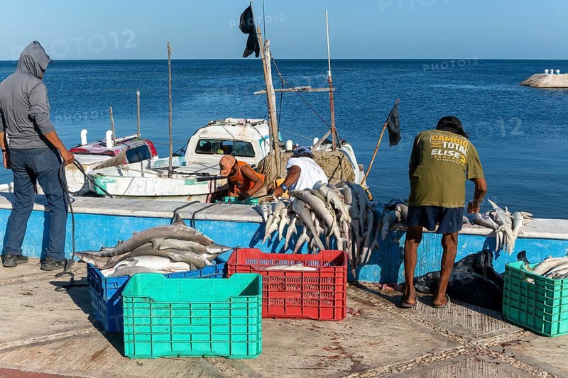 Landing a catch of small shark from fishing boat, Campeche city, Campeche State, Mexico, Central America