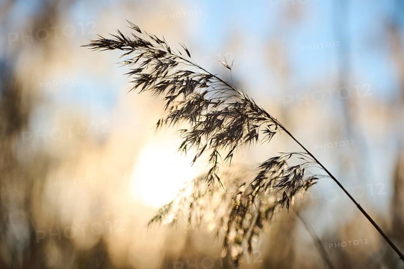 Common reed (Phragmites australis) seeds, detail, Upper Palatinate, Bavaria, Germany, Europe
