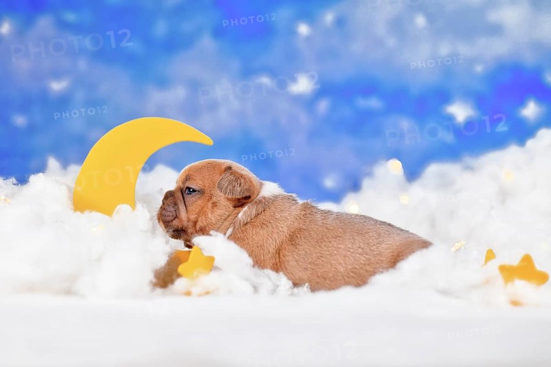 Red fawn French Bulldog puppy between fluffy clouds with moon and stars