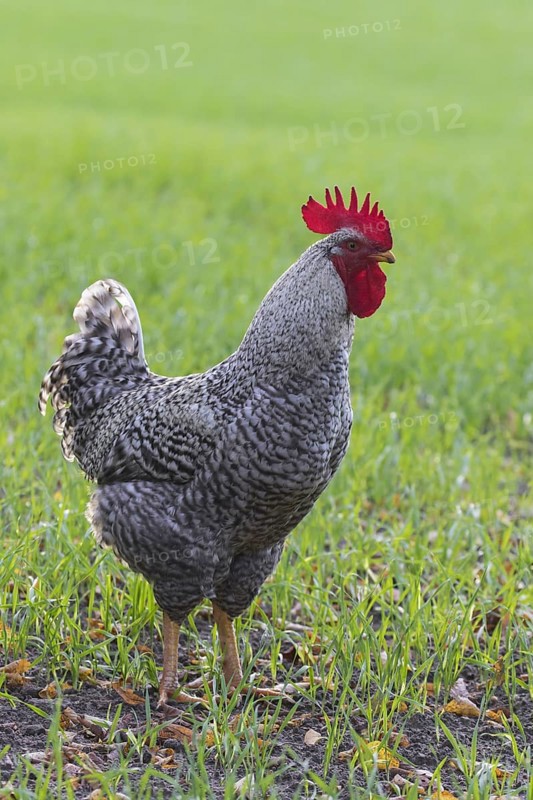 Plymouth Rock chicken, American breed of domestic chickens, free range Barred Rock cock, rooster in meadow at farm