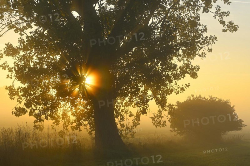 Autumn poplar (Populus x canadensis) backlit by the sun, Lower Rhine, North Rhine-Westphalia, Germany, Europe