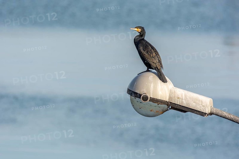Great Cormorant (Phalacrocorax carbo resting on a lamppost on the banks of the Rhine.) . Bas-Rhin, Collectivite europeenne d'Alsace, Grand Est, France, Europe