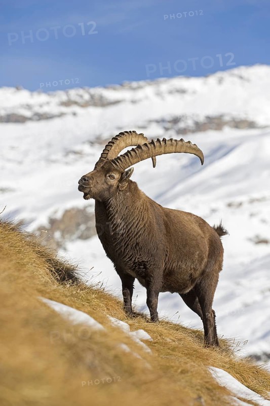 Alpine ibex (Capra ibex) male foraging in the snow in winter in the Gran Paradiso National Park, Italian Alps, Italy, Europe