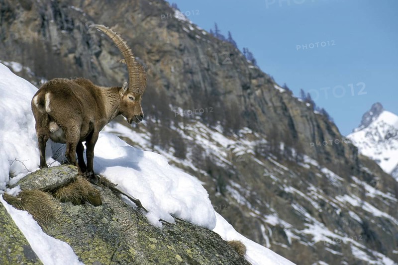 Alpine ibex (Capra ibex) foraging in the mountains of the Alps in the snow in winter, Gran Paradiso National Park, Italy, Europe