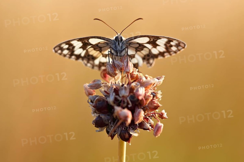 Marbled white (Melanargia galathea) in cold torpor on the flower of rocambole (Allium scorodoprasum), Middle Elbe Biosphere Reserve, Saxony-Anhalt, Germany, Europe