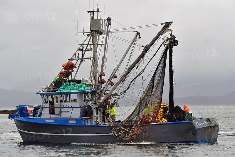 Fishing boat pulling a full net of pink salmons (Oncorhynchus gorbuscha) out of the sea, Prince William Sound, Alaska, USA, North America
