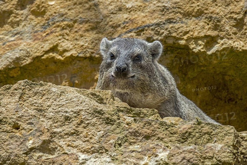 Rock hyrax, dassie, Cape hyrax, rock rabbit (Procavia capensis) on rock ledge basking in the sun, native to Africa and the Middle East