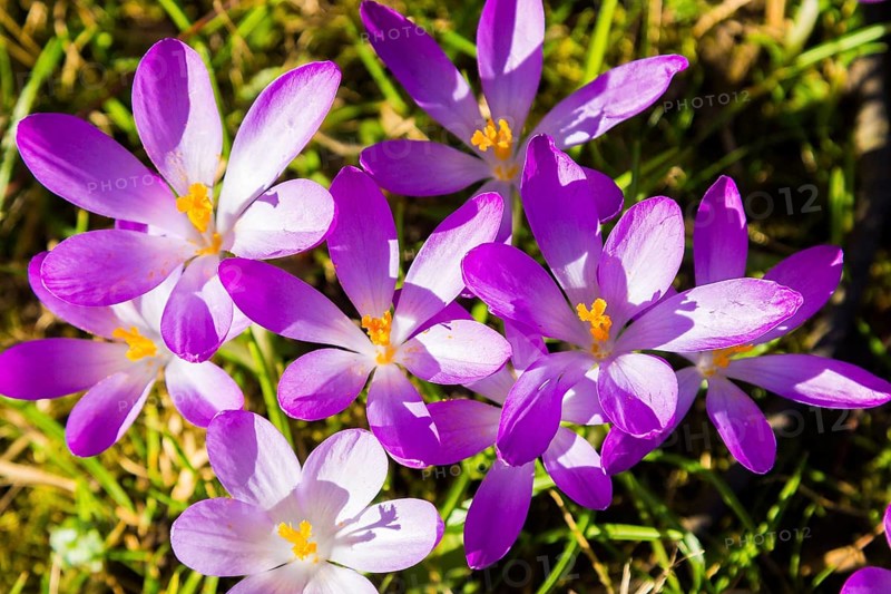 Spring bloomers in the Great Garden
