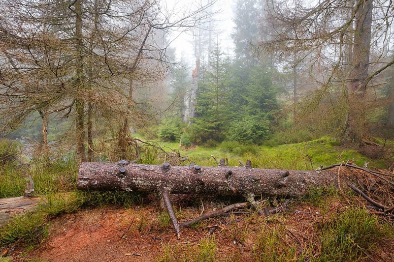 Forest at the Oderteich in the Nebel, Harz National Park, Lower Saxony, Germany, Europe