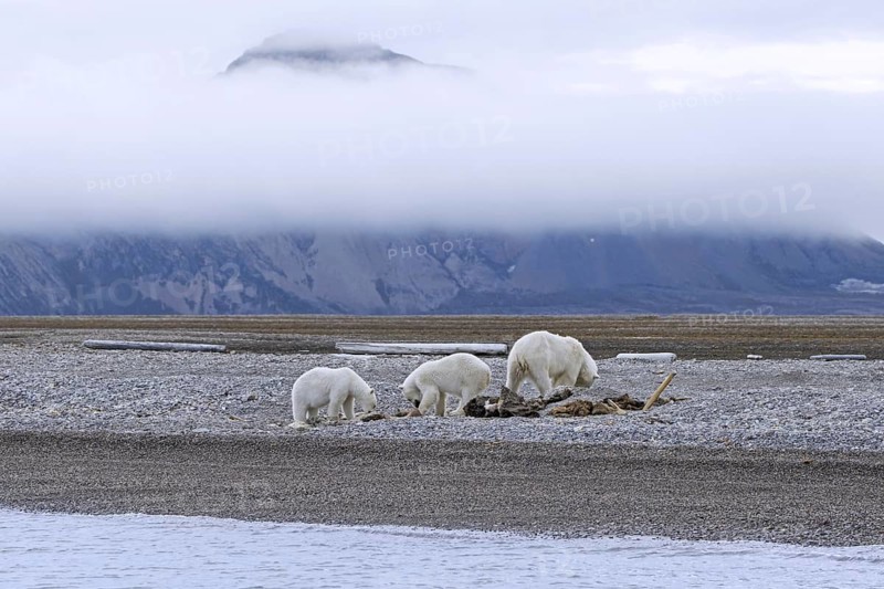 Scavenging polar bears (Ursus maritimus) mother with two cubs feeding on carcass of stranded dead whale along the Svalbard coast, Spitsbergen, Norway, Europe