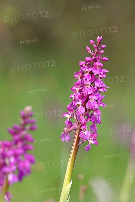 Man's orchid (Orchis mascula), inflorescence in a meadow, Hesse, Germany, Europe
