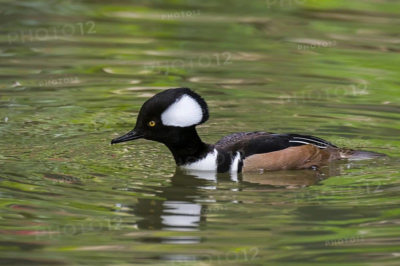 Hooded merganser (Lophodytes cucullatus) adult male in breeding plumage swimming in lake in spring, native to the United States and Southern Canada