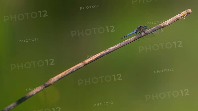 Close-up, black-tailed skimmer (Orthetrum cancellatum), male, Neustadt am Rübenberge, Germany, Europe