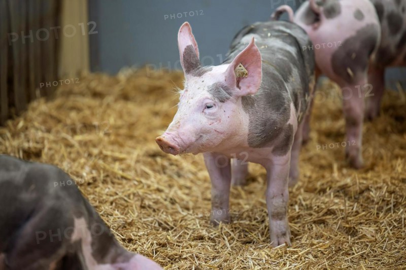 Piglets in species-appropriate husbandry, pigs in a fattening farm, Stuttgart, Baden-Württemberg, Germany, Europe