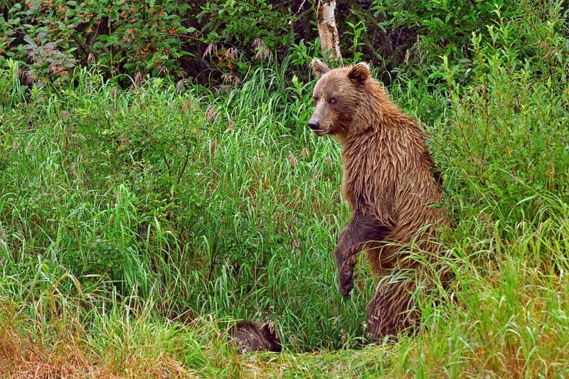 Brown bear (Ursus arctos) standing on hind legs in tall grass looking at camera, her cub sitting in front of her, Lake Clarke National Park, Alaska, USA, North America