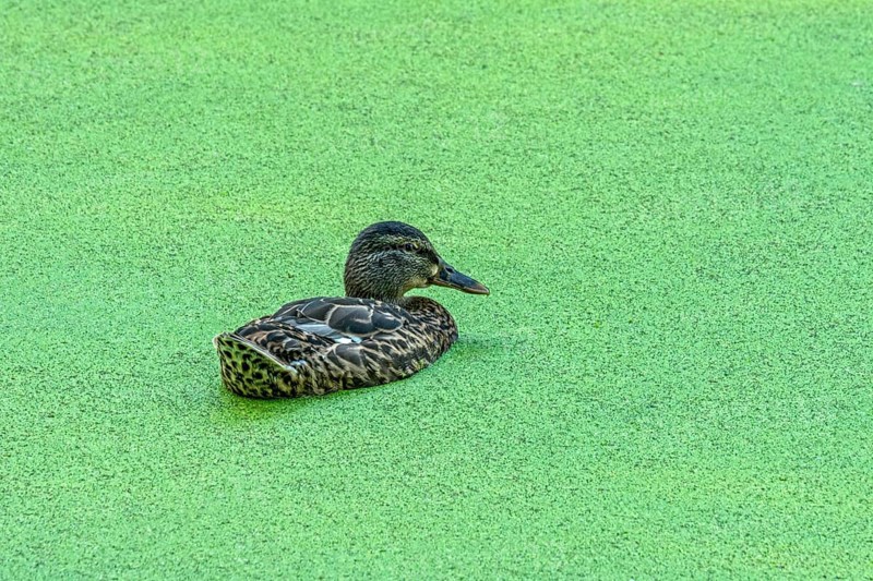 Mallard (Anas platyrhynchos) female swimming on pond with duckweeds (Lemna), Meisebach Park, Bad Hersfeld, Kassel, Hesse, Germany, Europe