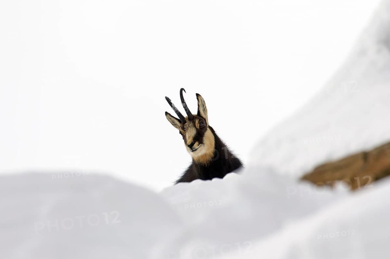 Chamois (Rupicapra rupicapra) in the snow in winter, Gran Paradiso National Park, Italian Alps, Italy, Europe