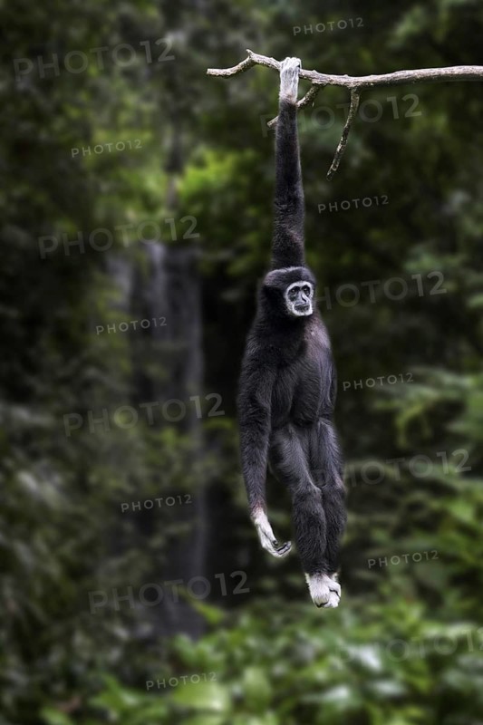 Lar gibbon, white-handed gibbon (Hylobates lar) native to Indonesia, Laos, Malaysia, Myanmar and Thailand, Asia