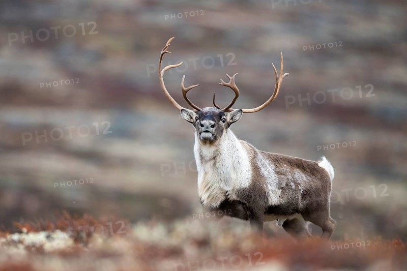 Wild mountain reindeer (Rangifer tarandus tarandus), bull in autumn tundra, Forollhogna National Park, Norway, Europe