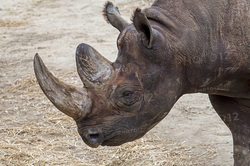 Black rhinoceros, black rhino, hook-lipped rhinoceros (Diceros bicornis) close-up of head and horn, native to eastern and southern Africa