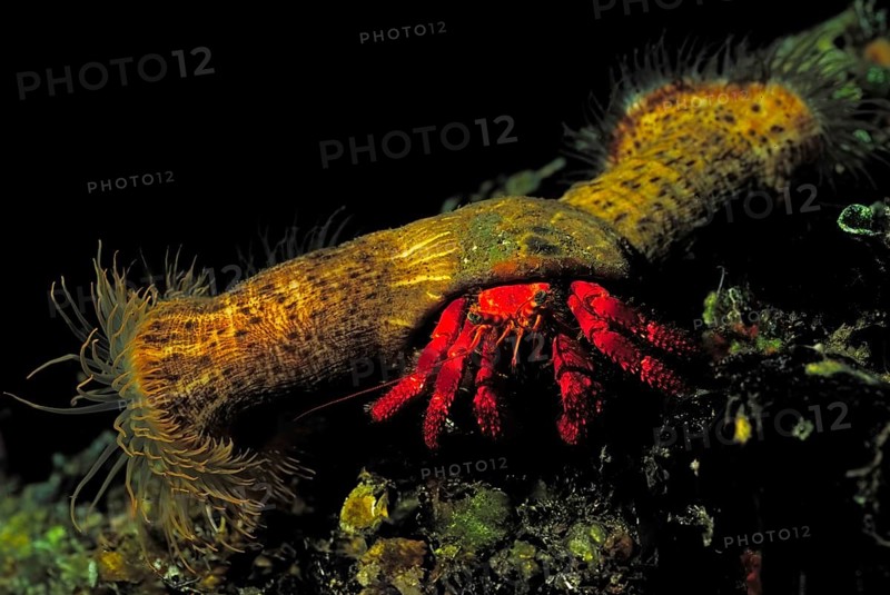 Red hermit crab (Dardanus arrosor) with parasitic anemones, Ponza, Italy, Mediterranean Sea, Europe