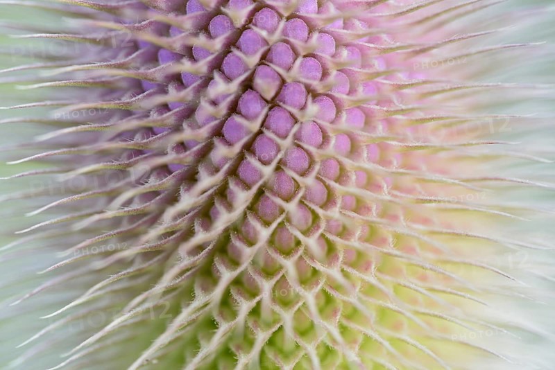 Wild teasel (Dipsacus fullonum), inflorescence in front of flowering, close-up, North Rhine-Westphalia, Germany, Europe