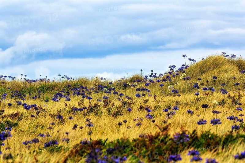 Dune Landscape, Blue and White lilies of the nile (Agapanthus), Love Flowers, Isle of Tresco, Isles of Scilly, Cornwall, England, Great Britain