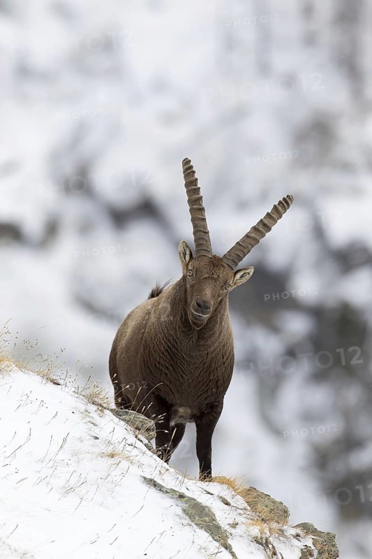 Alpine ibex (Capra ibex) male with large horns foraging on mountain slope in the snow in winter, Gran Paradiso National Park, Italian Alps, Italy, Europe
