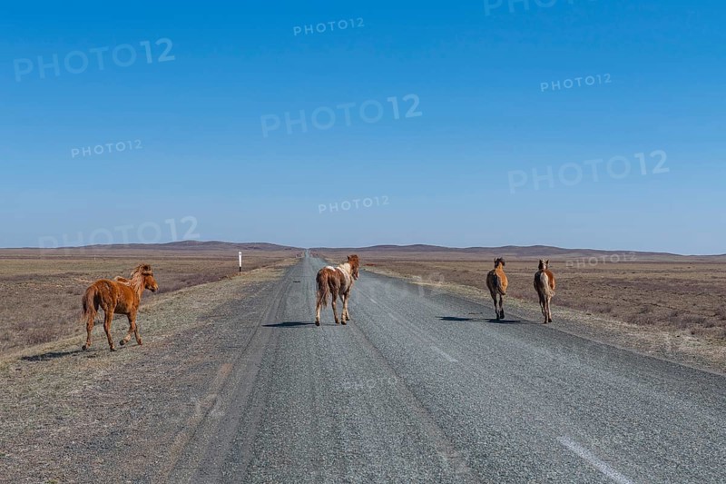 Huge horse herds in eastern Kazakhstan