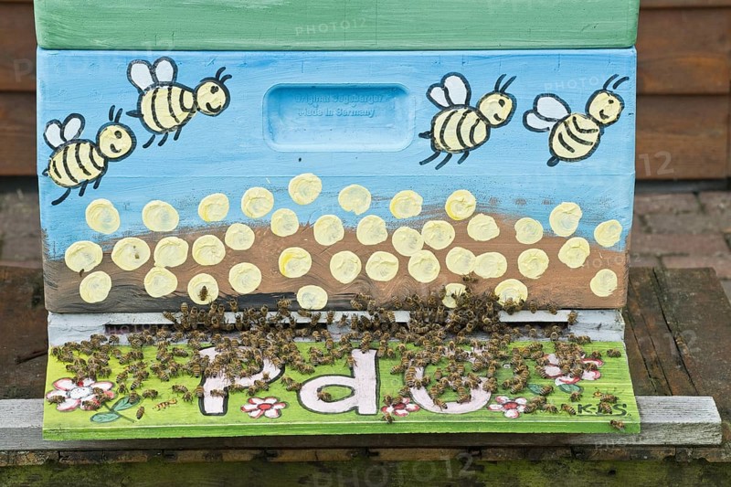 Honey bees (Apis mellifera) at the entrance hole of a painted beehive, Lower Saxony, Germany, Europe