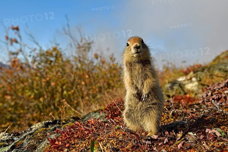 Arctic ground squirrel (Spermophilus parryii), standing on the autumn-coloured tundra floor, Alaska, USA, North America