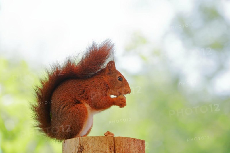 Eurasian red squirrel (Sciurus vulgaris), sitting on a tree stump and eating hazelnut, Wildlife, North Rhine-Westphalia, Germany, Europe