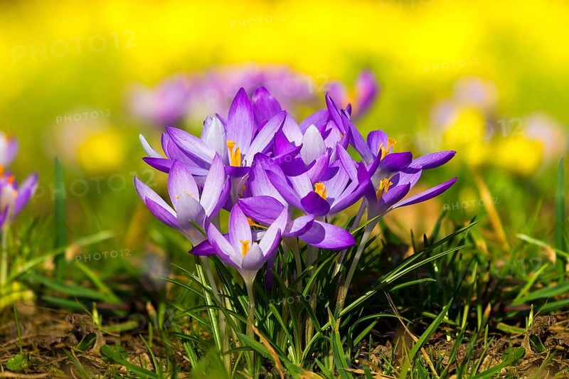 Spring bloomers in the Great Garden