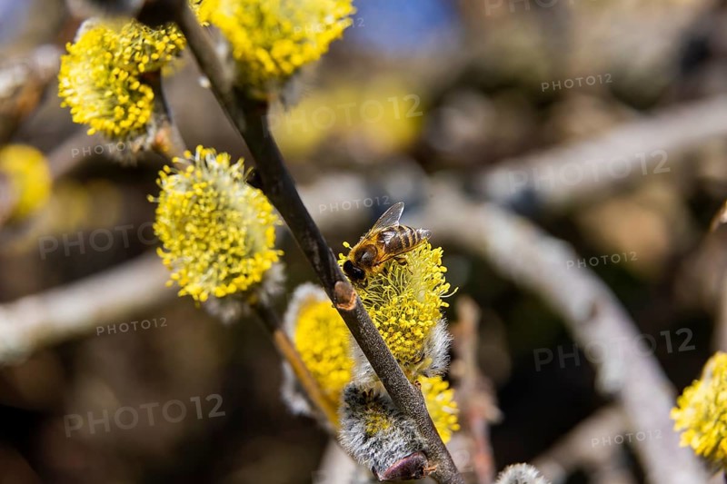 Willows bloom in a meadow, first wild bees fly to the catkins named and protected flowers to collect pollen