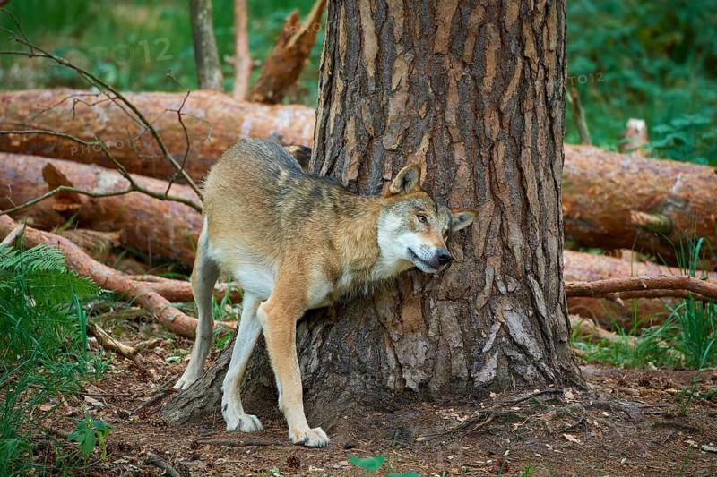 European gray wolf (Canis lupus), scratching on tree in forest, Germany, Europe
