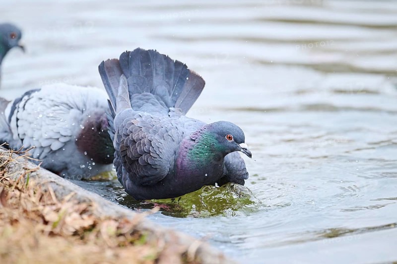 Feral pigeons (Columba livia domestica) taking a bath in the water at the shore of a little pont, Bavaria, Germany Europe