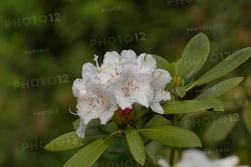 Rhododendron flowers (Rhododendron Homer), white flower in a garden, Wilden, North Rhine-Westphalia, Germany, Europe