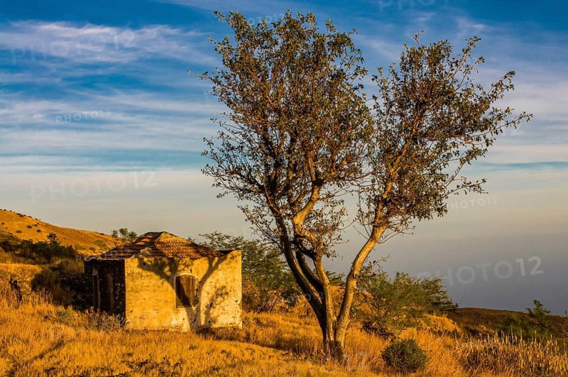 Small ruin and tree. Fogo. Cabo Verde. Africa