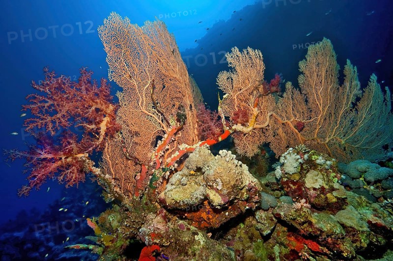 In the middle Fan coral (Annella mollis) on the left Soft coral (Dendronephthya) growing on coral block of stony corals (Scleractinia) in Coral reef, Red Sea, Panorama Reef, Safaga, Egypt, Africa