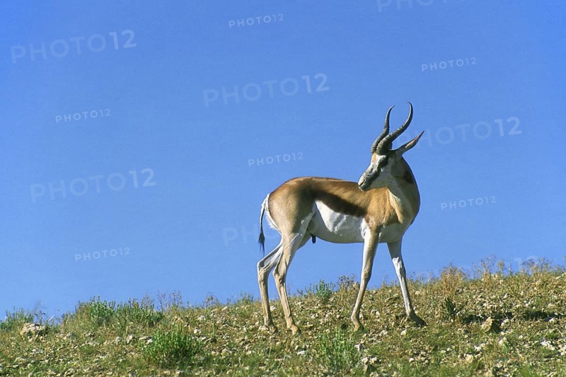 Springbok (Antidorcas marsupialis) looking back while exposing wound in neck inflicted from fierce territorial fight, Kgalagadi Transfrontier Park, Kalahari desert, South Africa, Africa